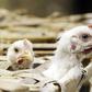 France detects first bird flu outbreak in years