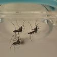 Florida reports evidence of local Zika transmission in U.S.