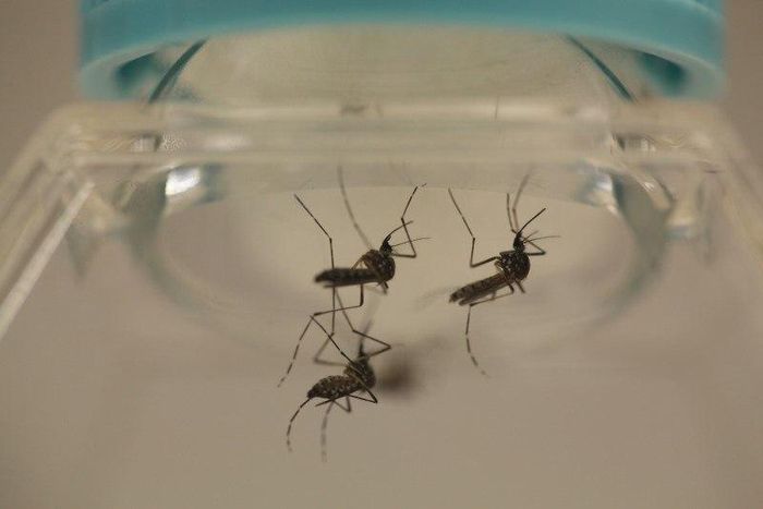 Florida identifies two more Zika cases not related to travel