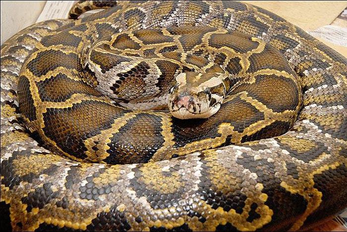 Restaurant scatter when man drops giant 13-foot python on the floor