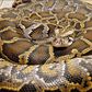 Restaurant scatter when man drops giant 13-foot python on the floor