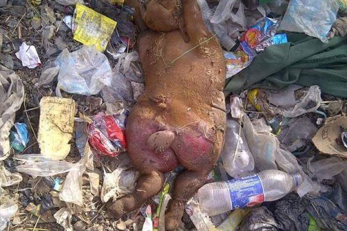 Unknown animal spotted in Kano