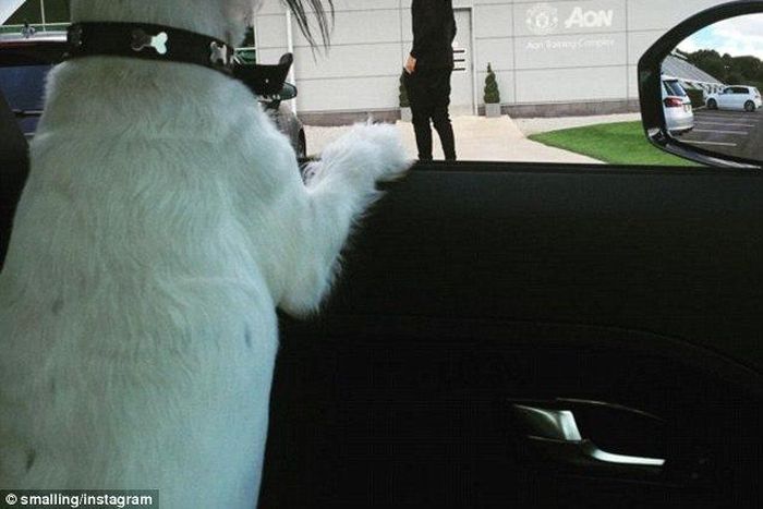 Chris Smalling's pet dog