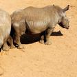 A pair of White Rhinoceros await buyers in pens at the annual auction in the Hluhluwe-Imfolozi national park, South Africa, September 18, 2010.