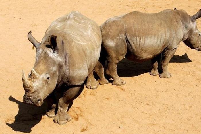 A pair of White Rhinoceros await buyers in pens at the annual auction in the Hluhluwe-Imfolozi national park, South Africa, September 18, 2010.
