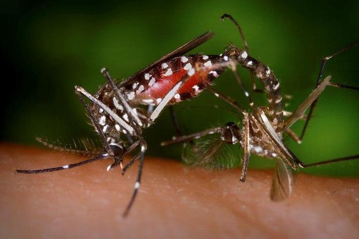 A pair of Aedes albopictus mosquitoes are seen during a mating ritual while the female feeds on a blood meal in a 2003 image from the Centers for Disease Control (CDC). REUTERS/Centers for Disease Control/James Gathany/