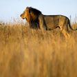 Stray Lion injures man in Kenyan capital: wildlife service