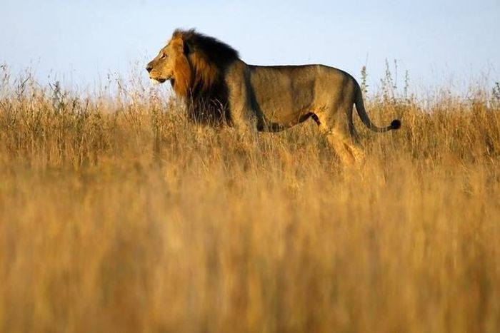 A lion is seen early morning at Nairobi's National Park March 11, 2013. The park is located just 7 km (4 miles) from the Kenya's capital city center. REUTERS/Marko Djurica