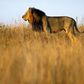 A lion is seen early morning at Nairobi's National Park March 11, 2013. The park is located just 7 km (4 miles) from the Kenya's capital city center. REUTERS/Marko Djurica
