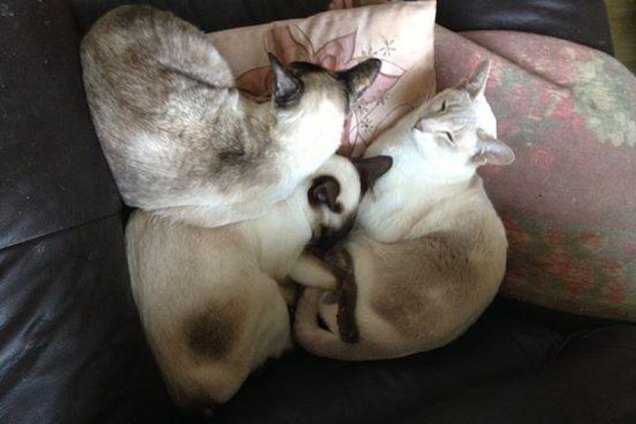 Cat survives for 8 days after owner accidentally ships her with a box full of DVD's