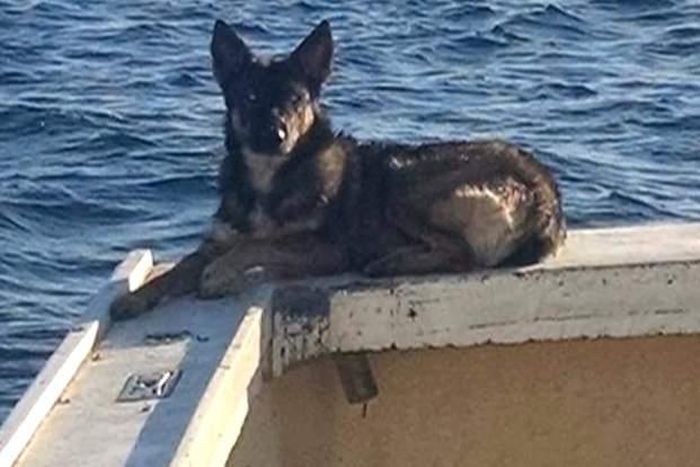 Dog found alive weeks after falling into the Pacific Ocean