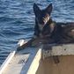 Dog found alive weeks after falling into the Pacific Ocean