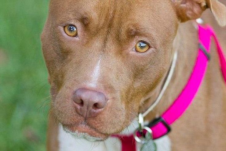 Dog found raped, murdered and left hanging from a tree