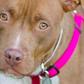 Dog found raped, murdered and left hanging from a tree