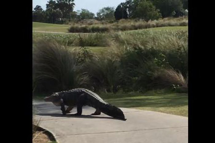 Another huge alligator found strolling on golf course