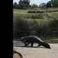 Another huge alligator found strolling on golf course
