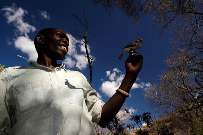 Yao honey-hunter Orlando Yassene holds a wild greater honeyguide female, temporarily captured for research, in the Niassa National Reserve, Mozambique, in this handout picture released July 21, 2016.
