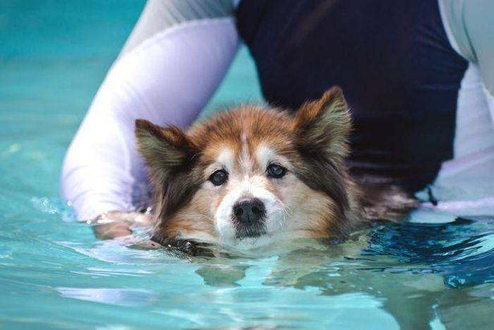 This dog spa in Japan performs exorcism