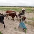 Communal farmers cultivate maize crops in Mvuma district, Masvingo, Zimbabwe, January 26, 2016.