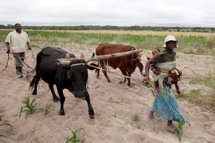 Communal farmers cultivate maize crops in Mvuma district, Masvingo, Zimbabwe, January 26, 2016.