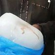 Lizard in ice block