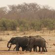 As drought parches reserves, Zimbabwe puts wildlife on the block