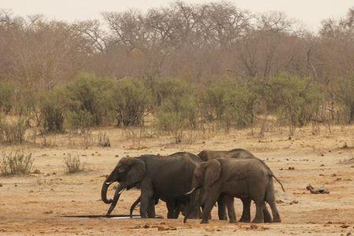 As drought parches reserves, Zimbabwe puts wildlife on the block