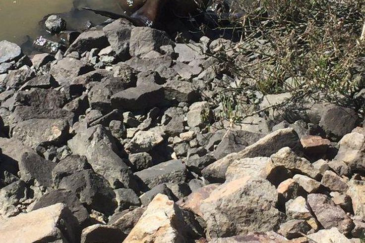 Wandering sea lion disrupts traffic on highway