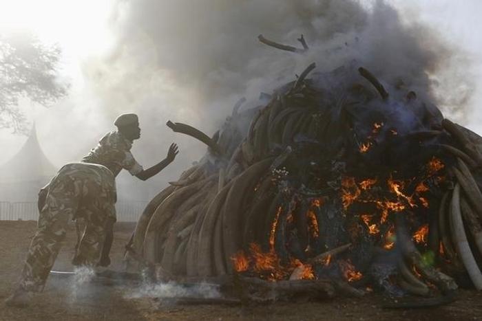 Kenya Wildlife Service rangers burn 15 tonnes of ivory confiscated from smugglers and poachers to mark the World Wildlife Day at the Nairobi National Park March 3, 2015. REUTERS/Thomas Mukoya