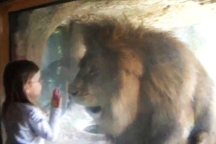 Little girl attacked by Lion after she blew him a kiss