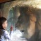 Little girl attacked by Lion after she blew him a kiss