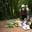 Criminal charges possible in killing of Cincinnati gorilla