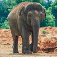 The elephant, Assia