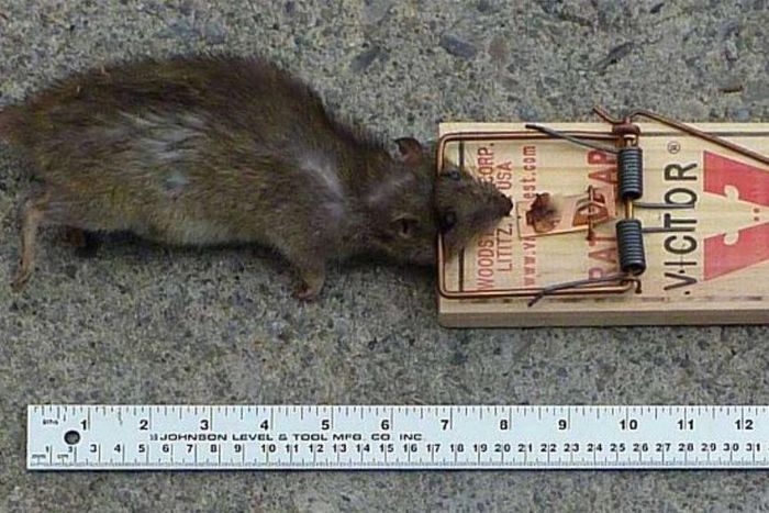 Ebonyi earmarks N250m to tackle Lassa fever