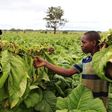 Farm workers harvest tobacco leaves at a farm ahead of the tobacco selling season in Harare March 3, 2015.