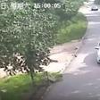 Tiger mauls woman to death in Chinese wildlife park