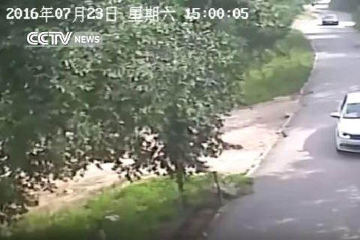 Tiger mauls woman to death in Chinese wildlife park