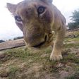 Lion takes amazing selfies after stealing a GoPro