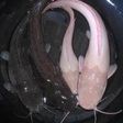 Have you ever seen an Albino catfish?