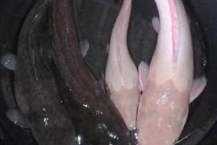 Have you ever seen an Albino catfish?