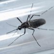 An edes aegypti mosquito is seen inside a test tube as part of a research on preventing the spread of the Zika virus and other mosquito-borne diseases at a control and prevention center in Guadalupe, neighbouring Monterrey, Mexico, March 8, 2016. REUTE...