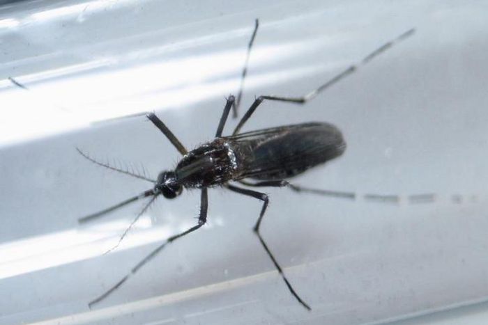 An edes aegypti mosquito is seen inside a test tube as part of a research on preventing the spread of the Zika virus and other mosquito-borne diseases at a control and prevention center in Guadalupe, neighbouring Monterrey, Mexico, March 8, 2016. REUTE...