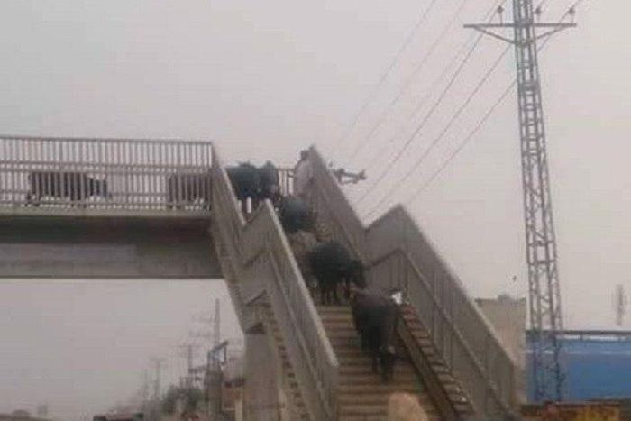 The fear of Ambode even make cows cower