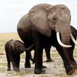 A family of elephants walks after cooling themselves in a pond during a census at the Amboseli National Park, 290 km (188 miles) southeast of Kenya's capital Nairobi, October 9, 2013.