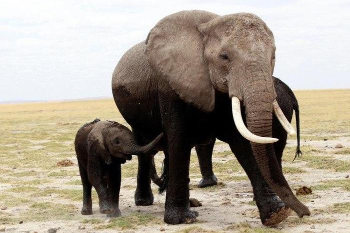 A family of elephants walks after cooling themselves in a pond during a census at the Amboseli National Park, 290 km (188 miles) southeast of Kenya's capital Nairobi, October 9, 2013.