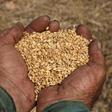 A farmer displays collected wheat grains in Houla, South Lebanon August 1, 2015.