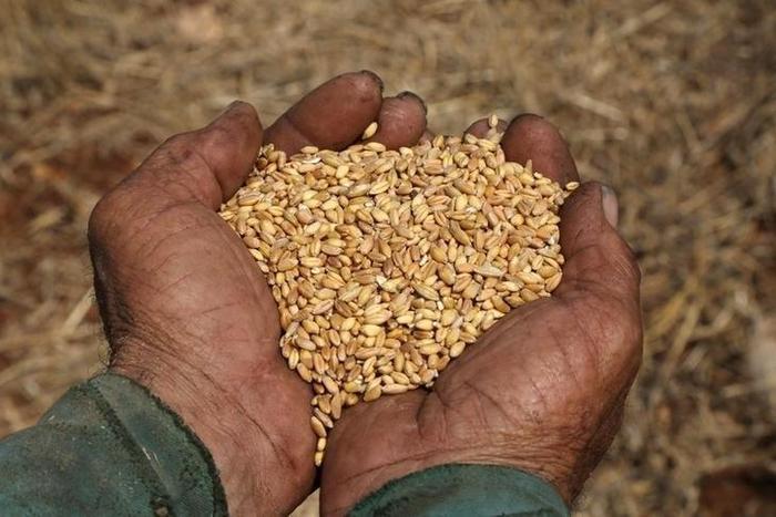 A farmer displays collected wheat grains in Houla, South Lebanon August 1, 2015.