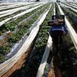 A farmer picks strawberries, to be exported, in a field in the town of Moulay Bousselham in Kenitra province March 15, 2014.