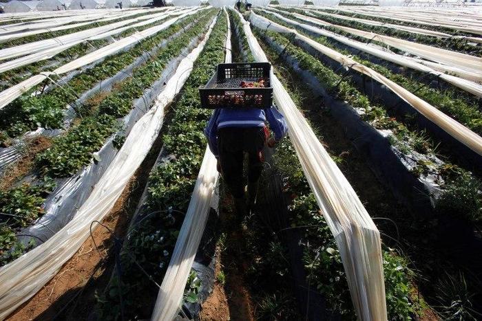 A farmer picks strawberries, to be exported, in a field in the town of Moulay Bousselham in Kenitra province March 15, 2014.