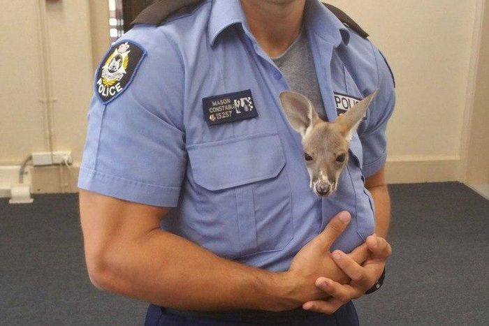 ___4786433___https:______static.pulse.com.gh___webservice___escenic___binary___4786433___2016___3___10___15___joey_1